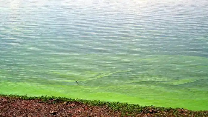 Elevan niveles de alerta por cianobacterias en lagunas bonaerenses. Hay advertencias en Lobos, Pehuajó, Trenque Lauquen, Chacabuco y Alberti, entre otras.