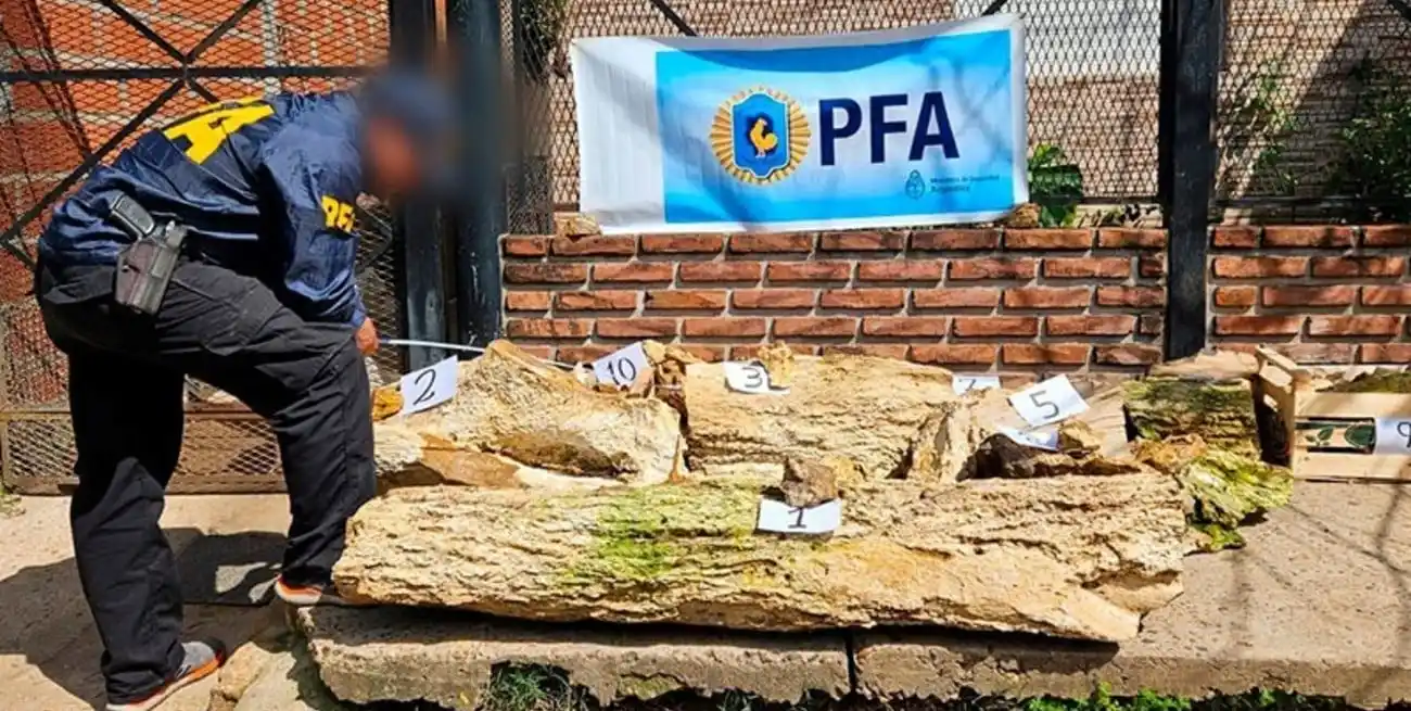 En total, se secuestraron 85 piezas de los fragmentos del árbol petrificado.