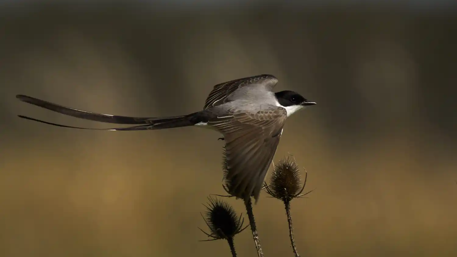 Mar Chiquita: Segundo Festival de Aves Migratorias en la albúfera