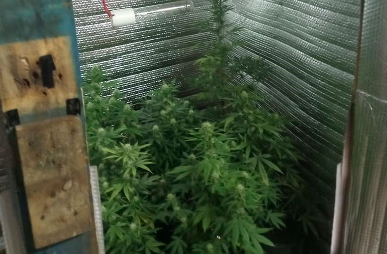 Desmantelan plantación de marihuana en Colinas de Peralta Ramos