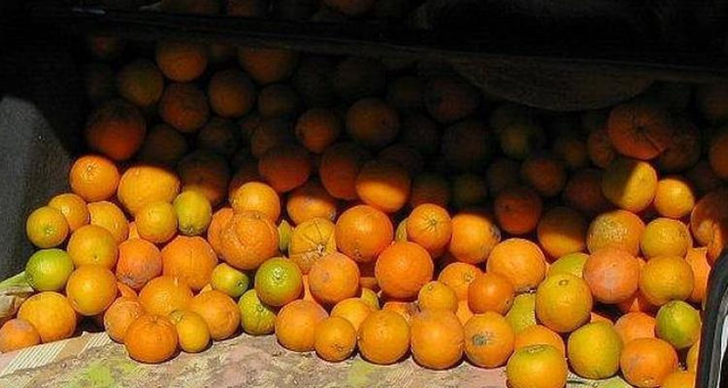 Robaron naranjas de un campo y los apresaron