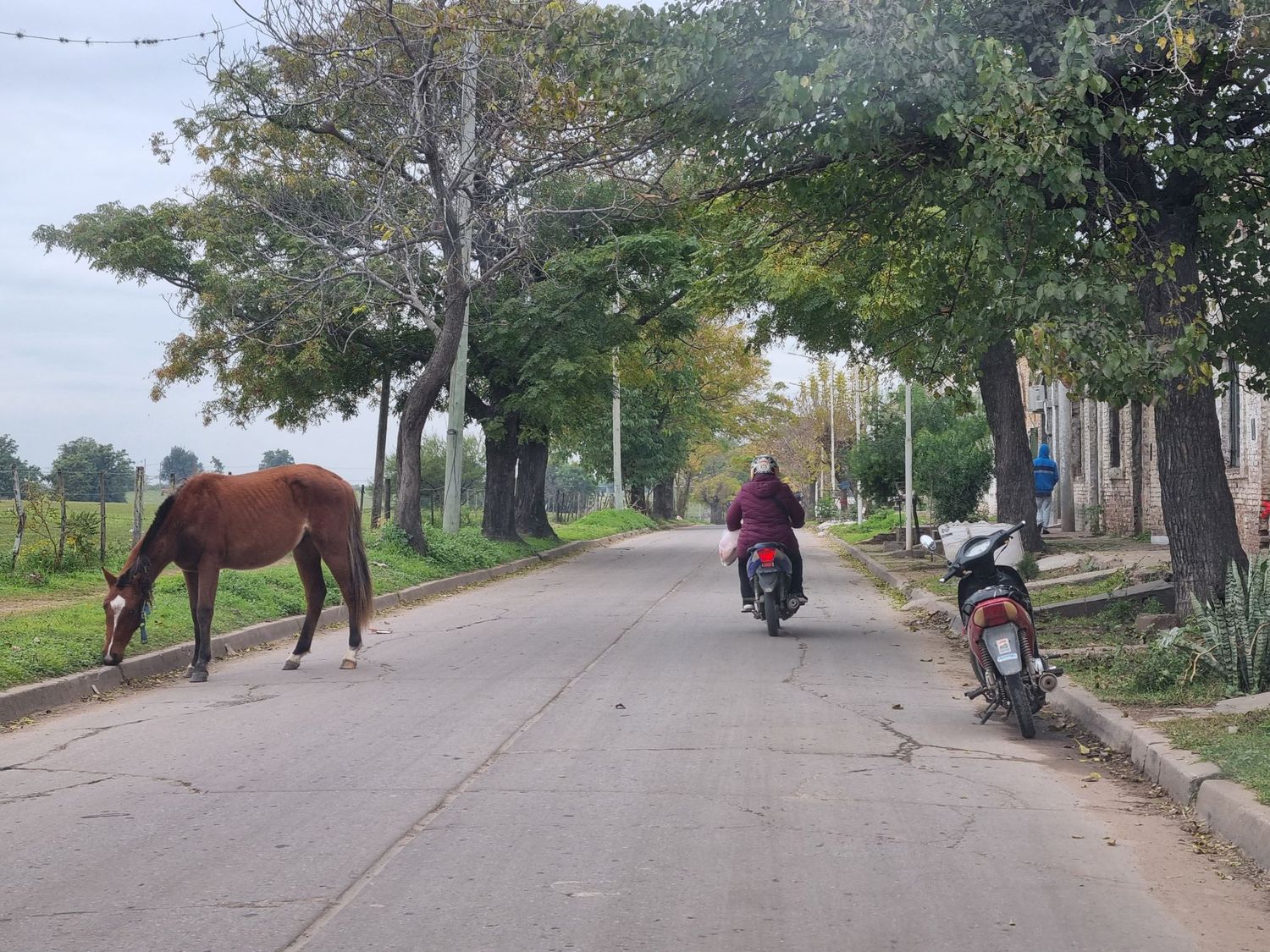 Caballo suelto