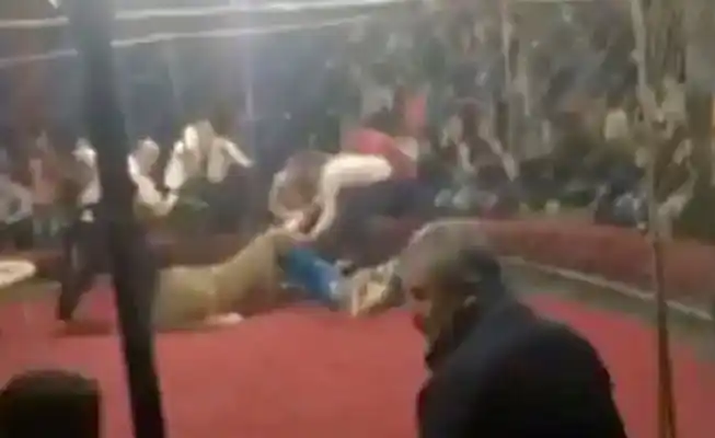 Video escalofriante: leona ataca a una nena de 4 años en un circo