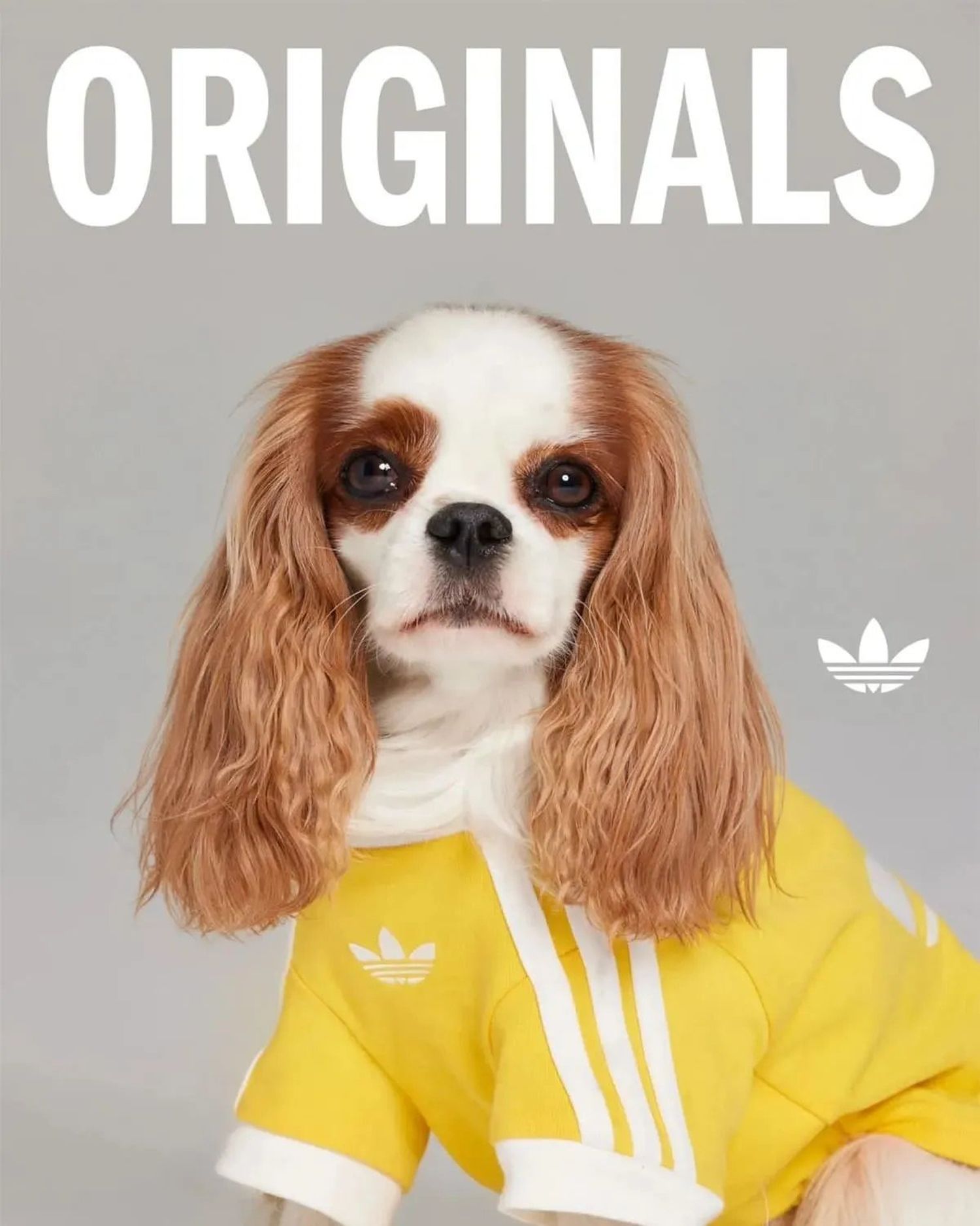 adidas mascotas - 1