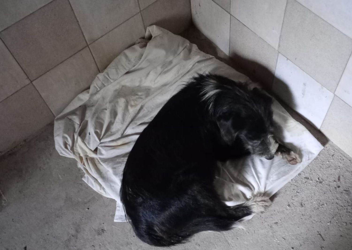 Apareció esta perrita en la estación de trenes