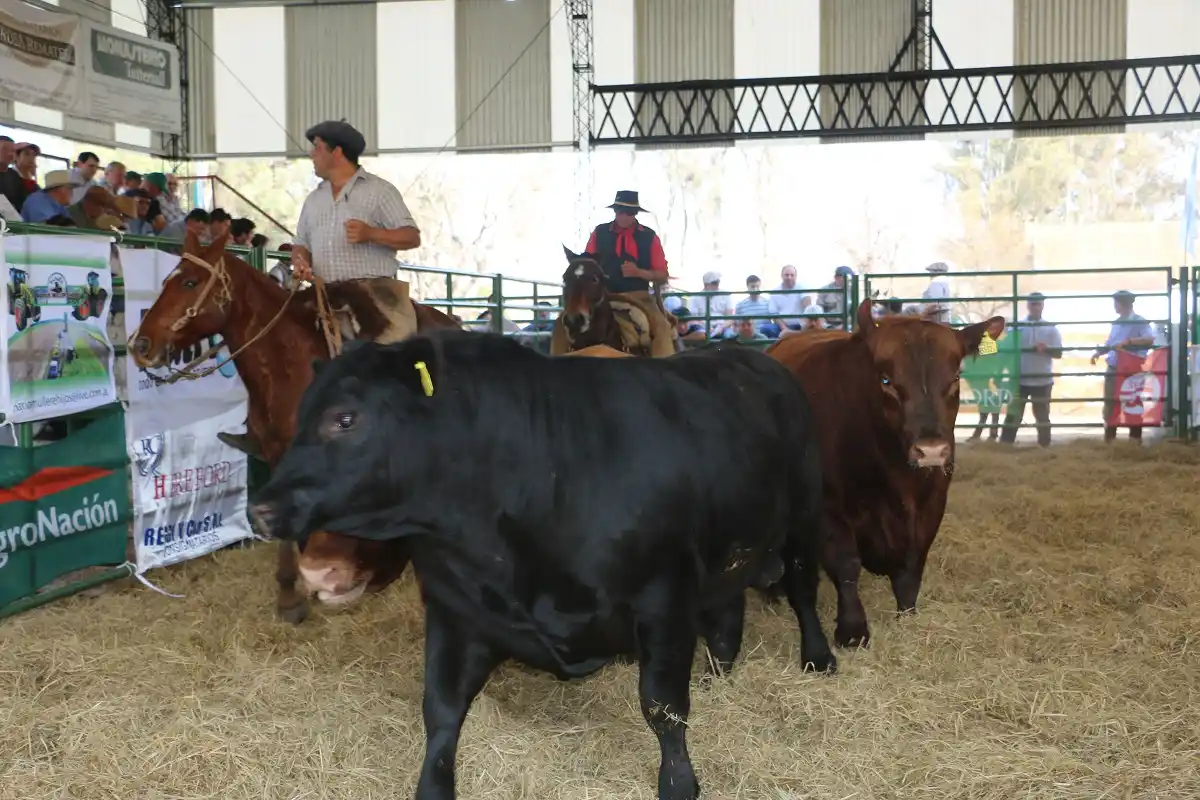 Pablo Mohr: "Los productores apuestan a la genética para mejorar sus rodeos"