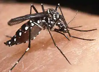 Dengue: Cómo prevenirlo