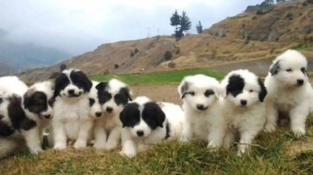 Perros mucuchíes fueron certificados como la ÚNICA RAZA PURA de Venezuela