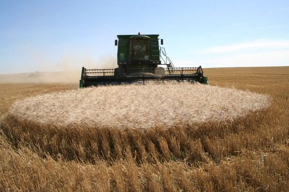 China empezará a comprar trigo argentino