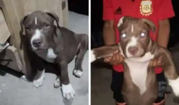 Buscan a Killer: está en tratamiento por parvovirus