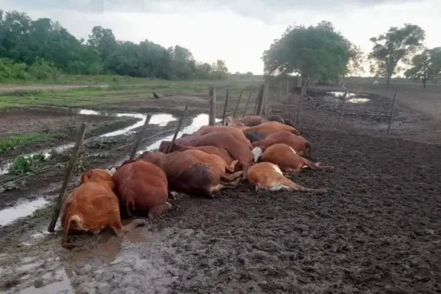 Dolorosa pérdida: un rayo mató a 65 terneros en un corral