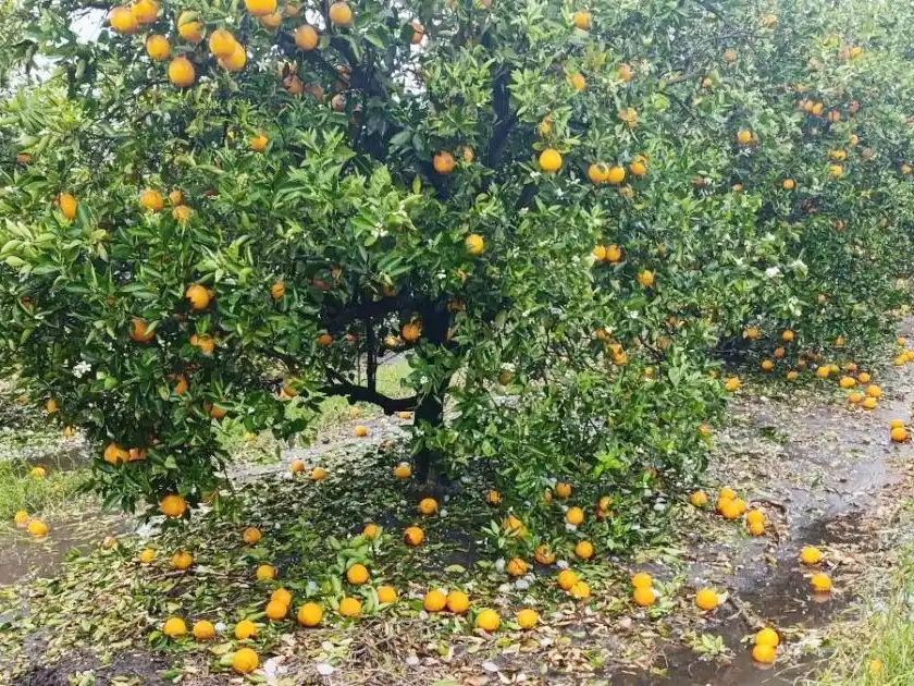 Amplían la emergencia agropecuaria para la actividad citrícola de la región por la caída de granizo en 2025