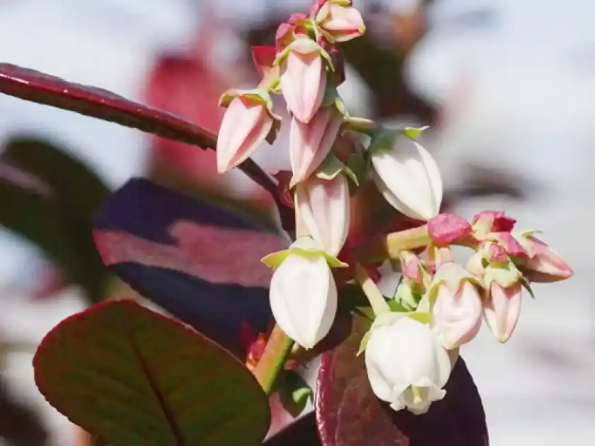 Investigan la biología reproductiva del arándano para potenciar su mejoramiento genético