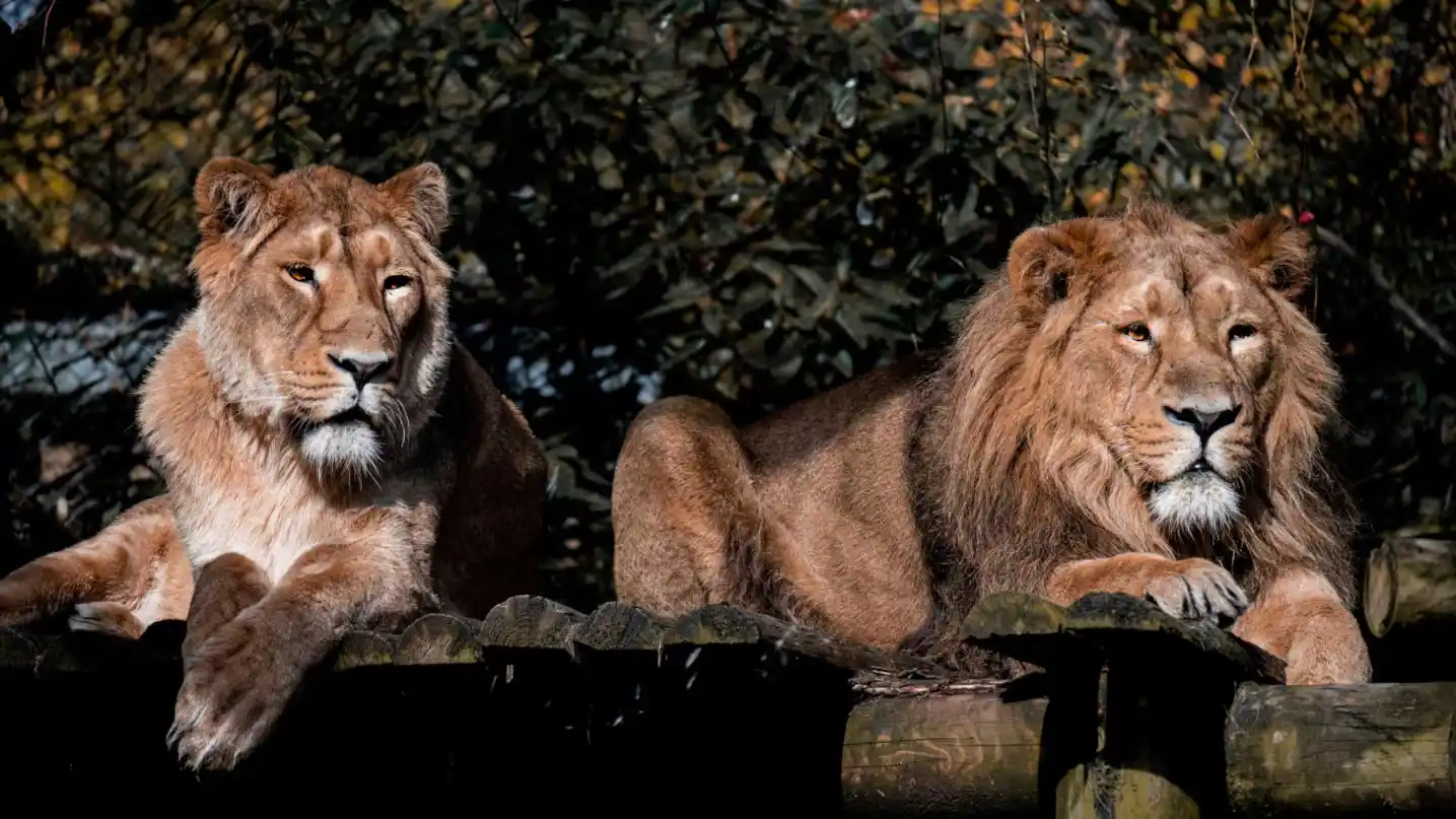El hombre tenía más de 30 años de experiencia en trabajos con animales salvajes.