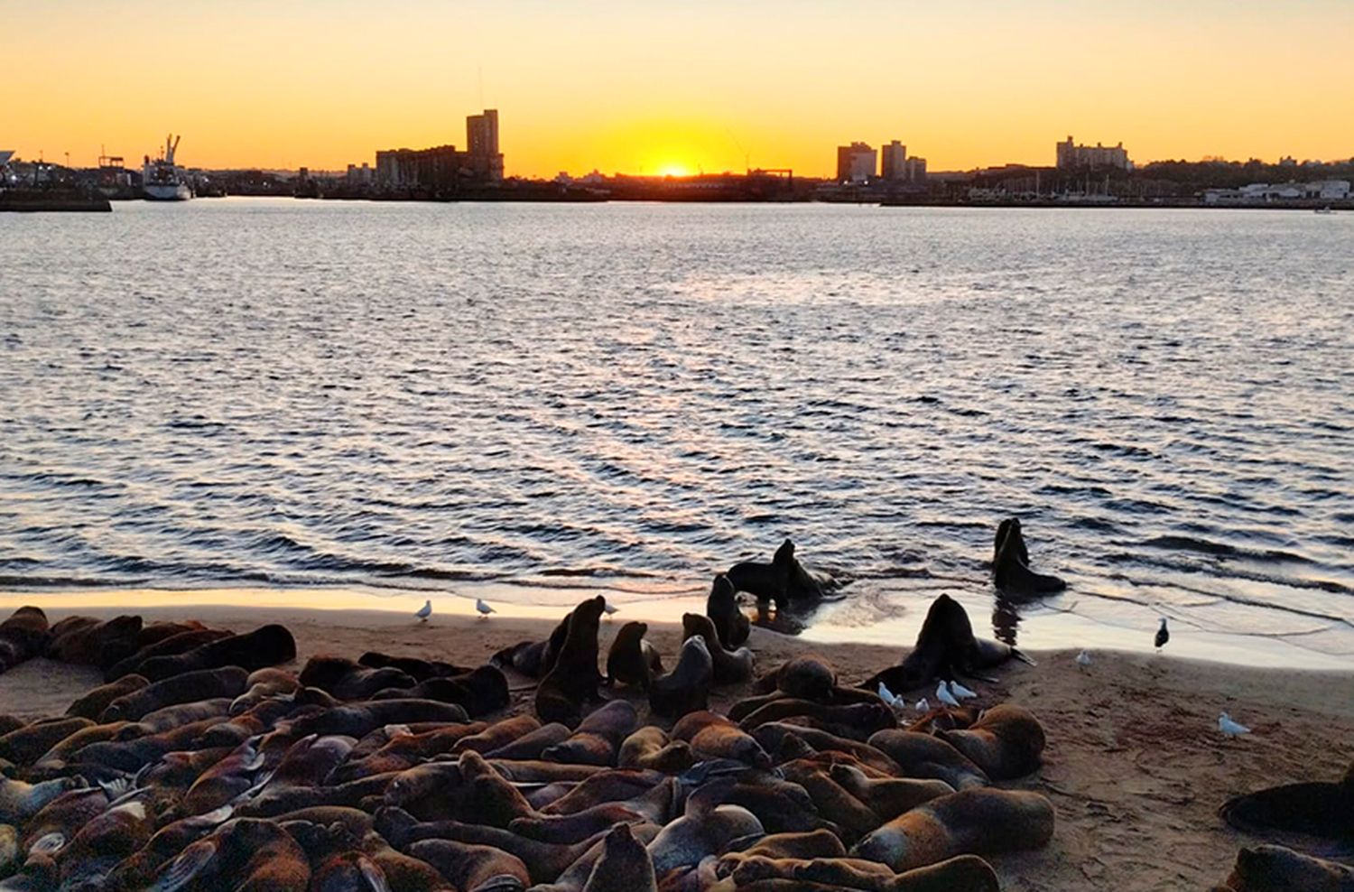 El invierno empieza a despedirse: otro día con 15° en Mar del Plata