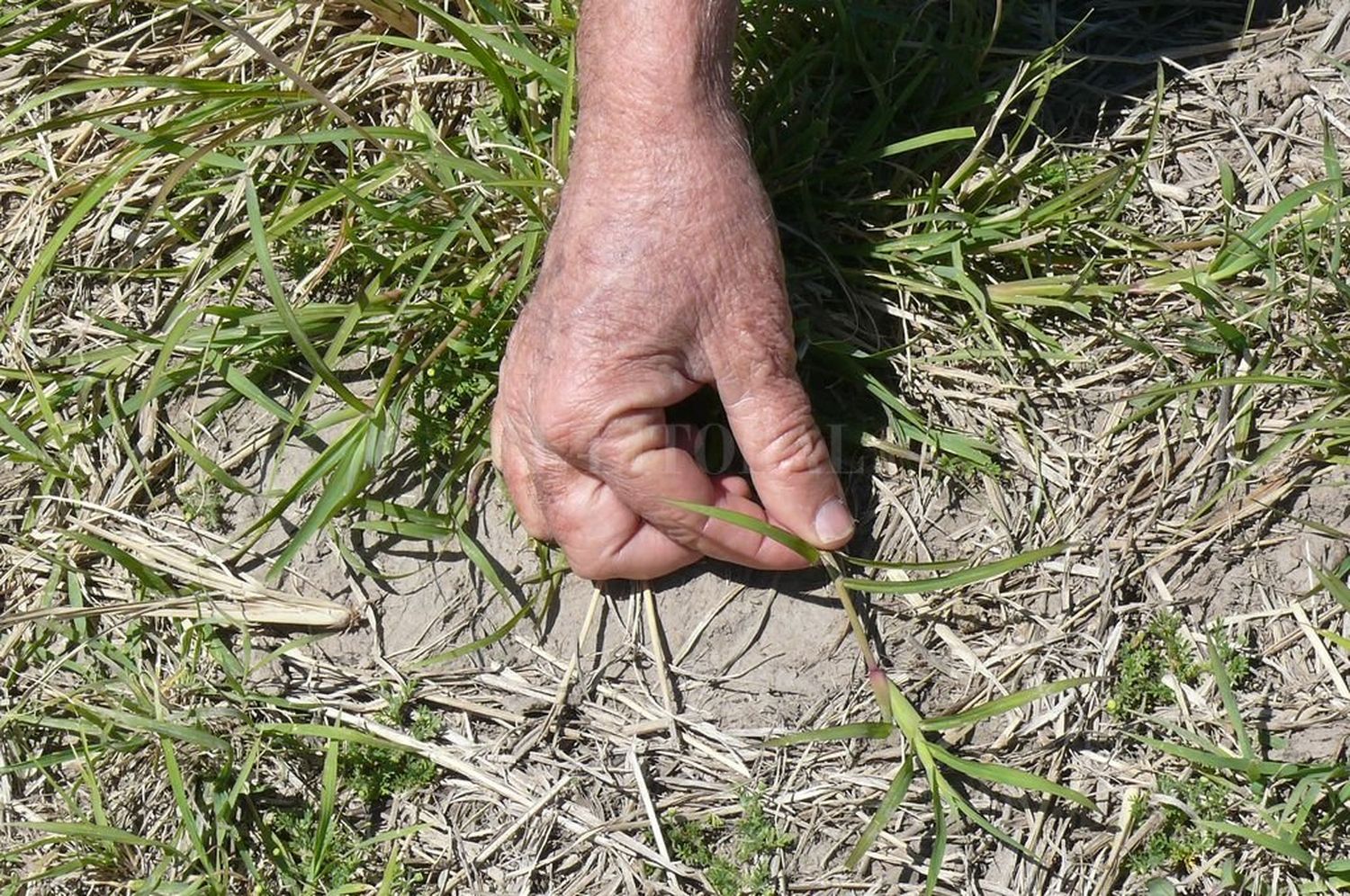 Los campos deberán contar con “planes de manejo de suelos”