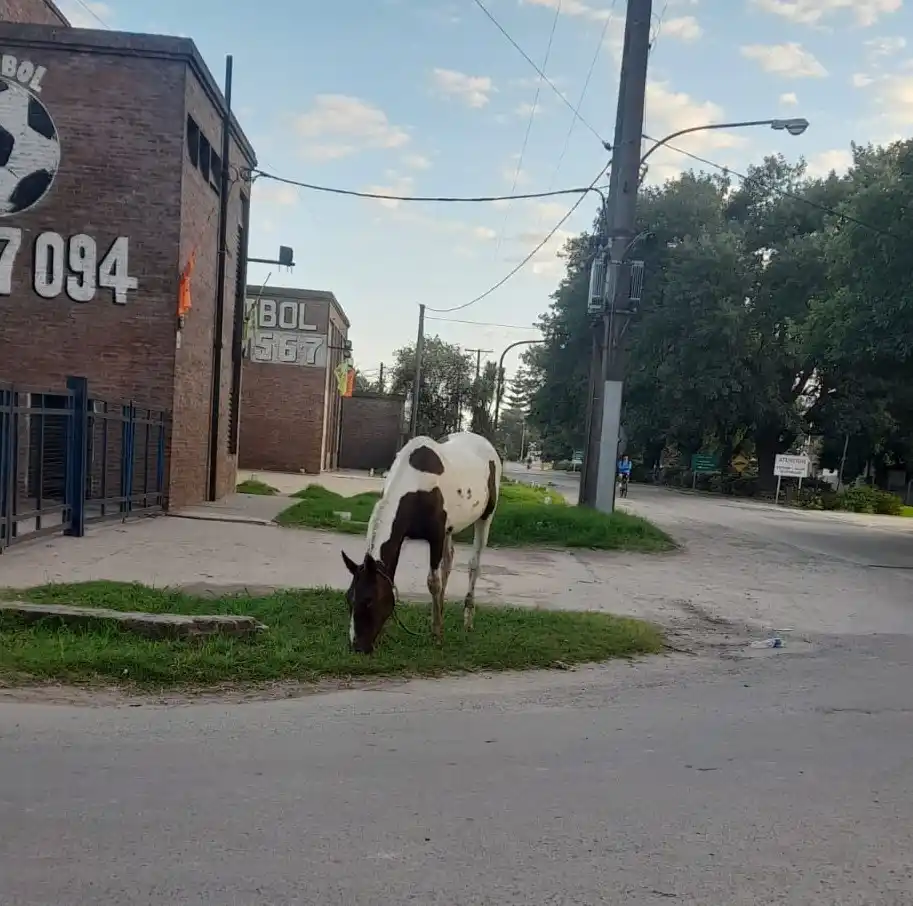 Caballos sueltos ruta 191