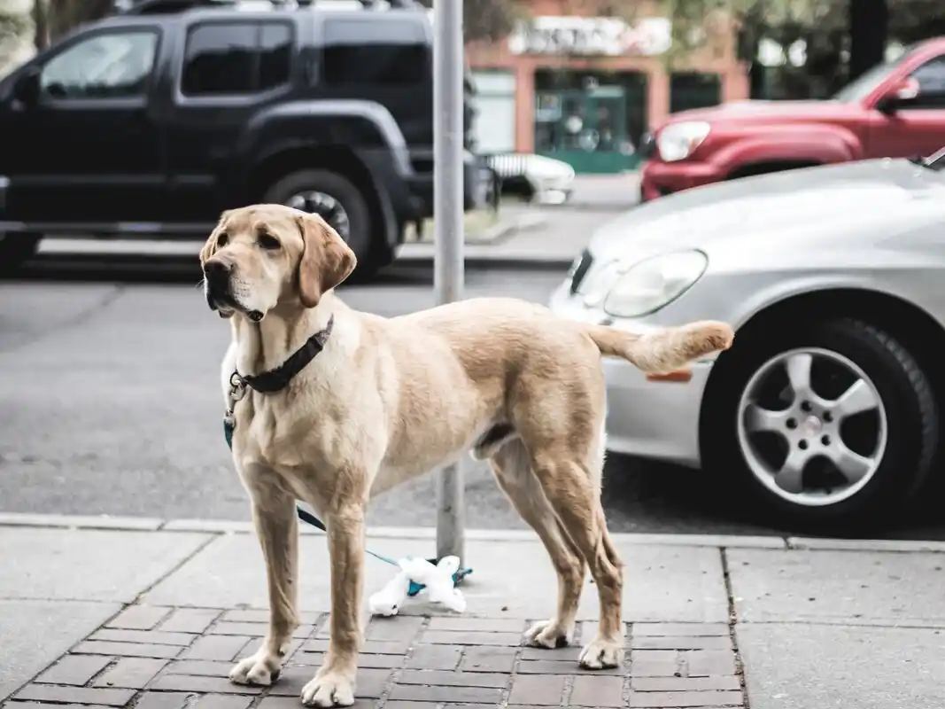 Funes endurece sanciones por maltrato y negligencia hacia mascotas