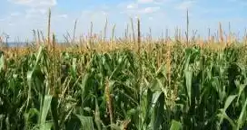 La ola de calor puede provocar pérdidas en el maíz