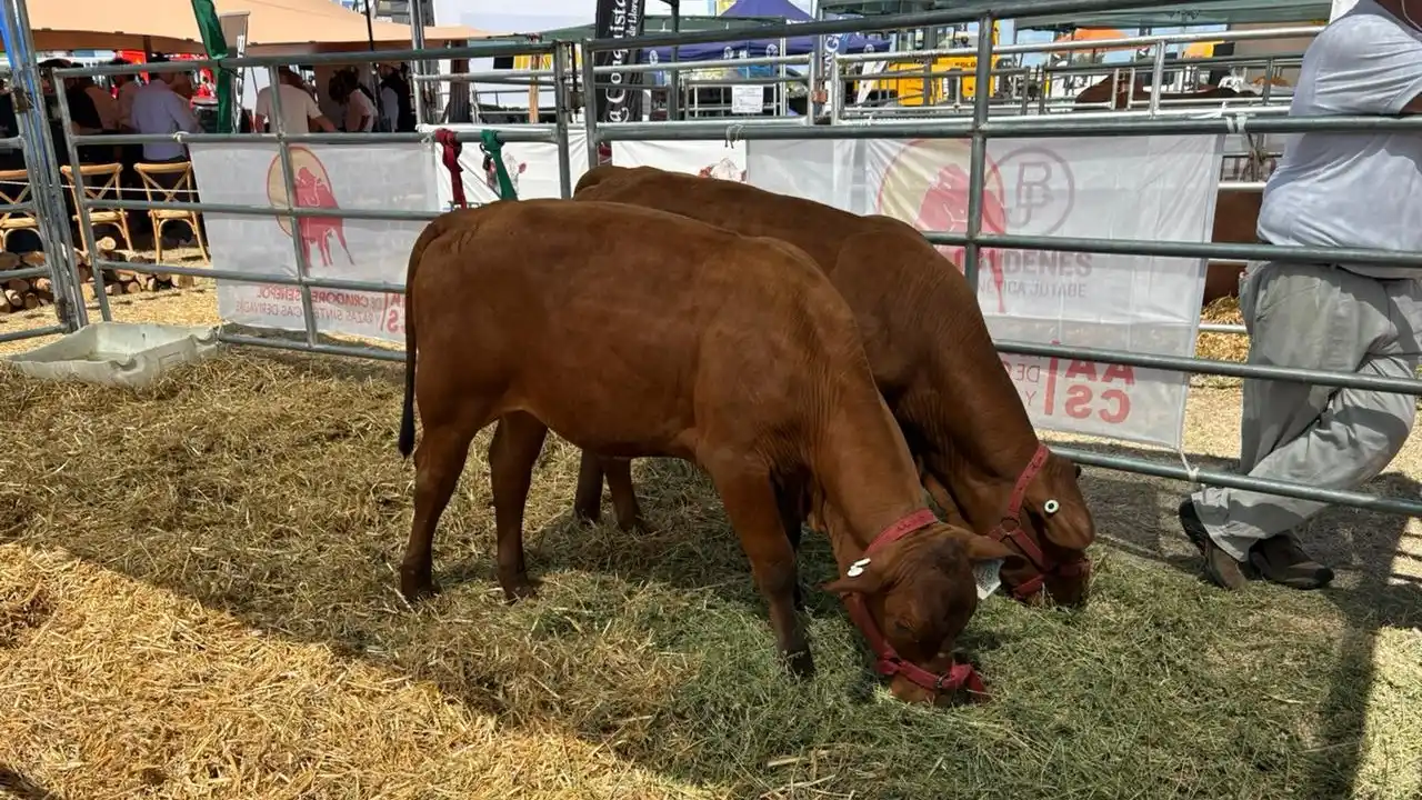 El Senepol destaca por rusticidad, adaptación climática y calidad carnicera