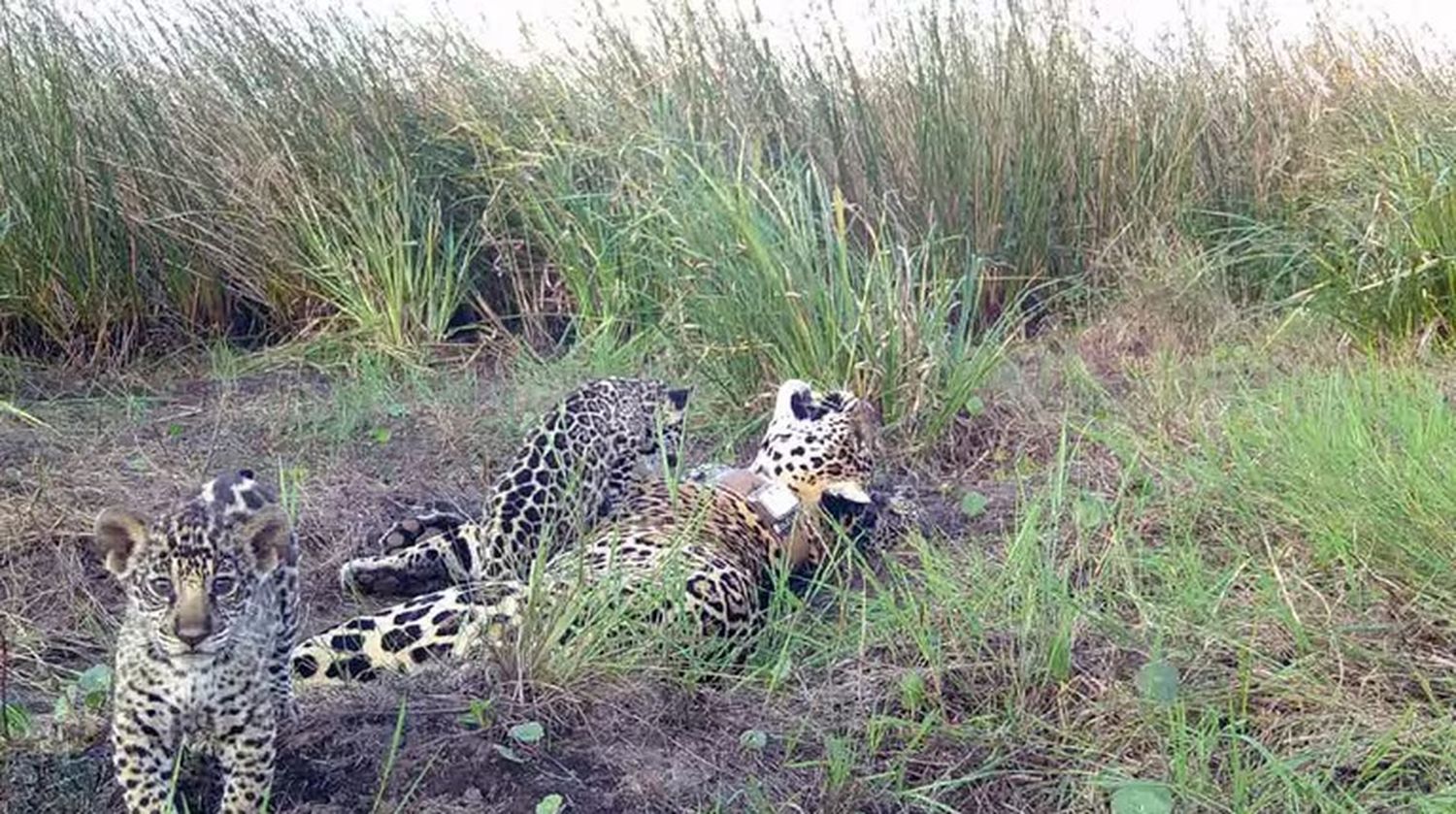 cachorros de Yaguareté - Parque Nacional Iberá