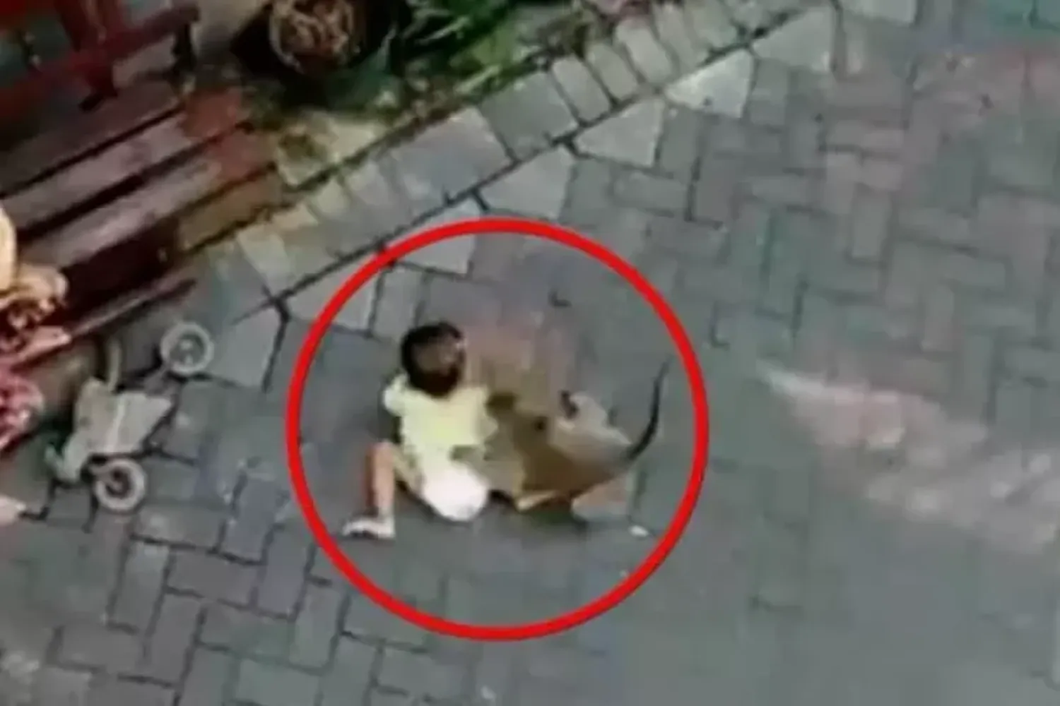 Video viral: un mono en bicicleta intenta “secuestrar” a una nena de 3 años