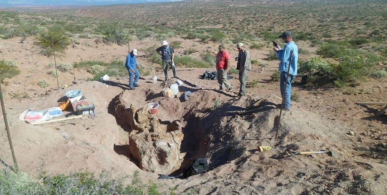Científicos del Conicet, junto a investigadores de otras instituciones del país, descubrieron restos de un nuevo dinosaurio saurópodo titanosaurio casi completo, que vivió hace unos 86 millones de años en la provincia de Neuquén.