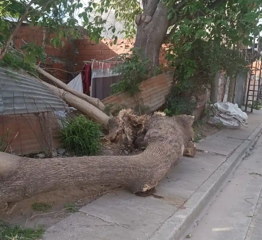 Cayó árbol sobre una casa