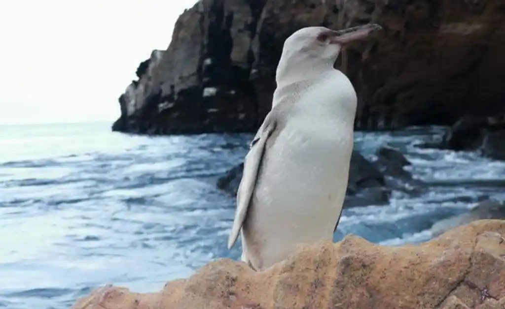 Encuentran un raro pingüino blanco en las Islas Galápagos