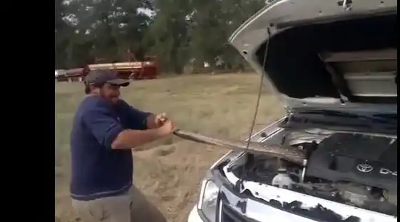 Sacan una boa del motor de una camioneta