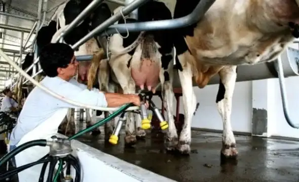 La producción láctea alcanzó el mayor nivel en un década durante el primer cuatrimestre del año.