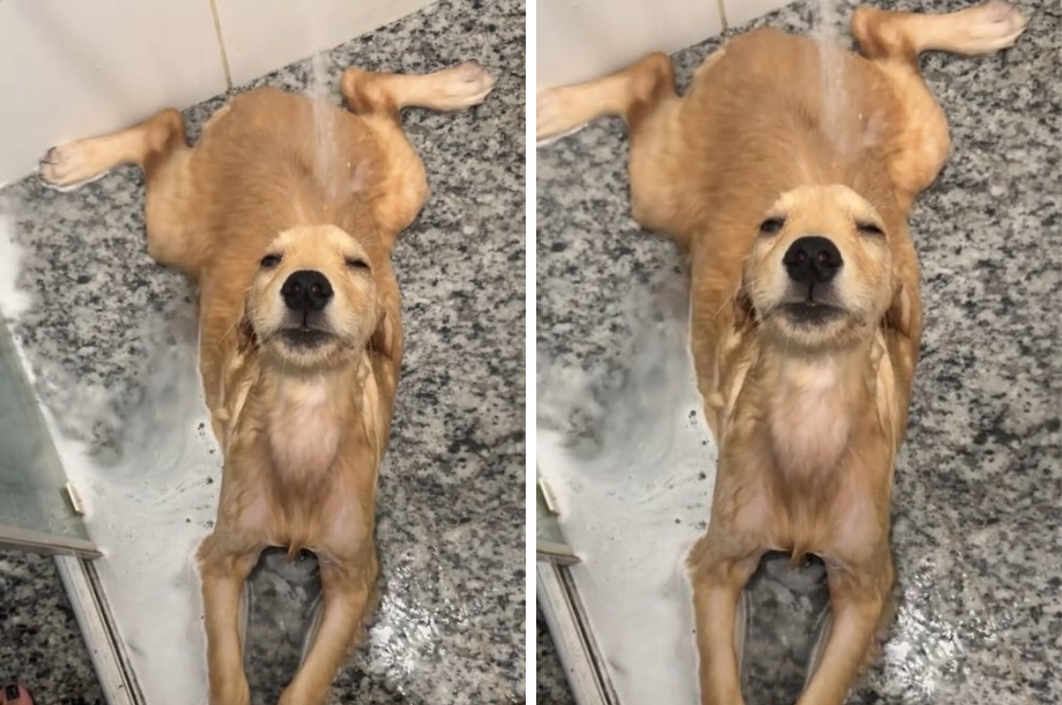 La perrita disfrutando de un baño con una tranquilidad envidiable