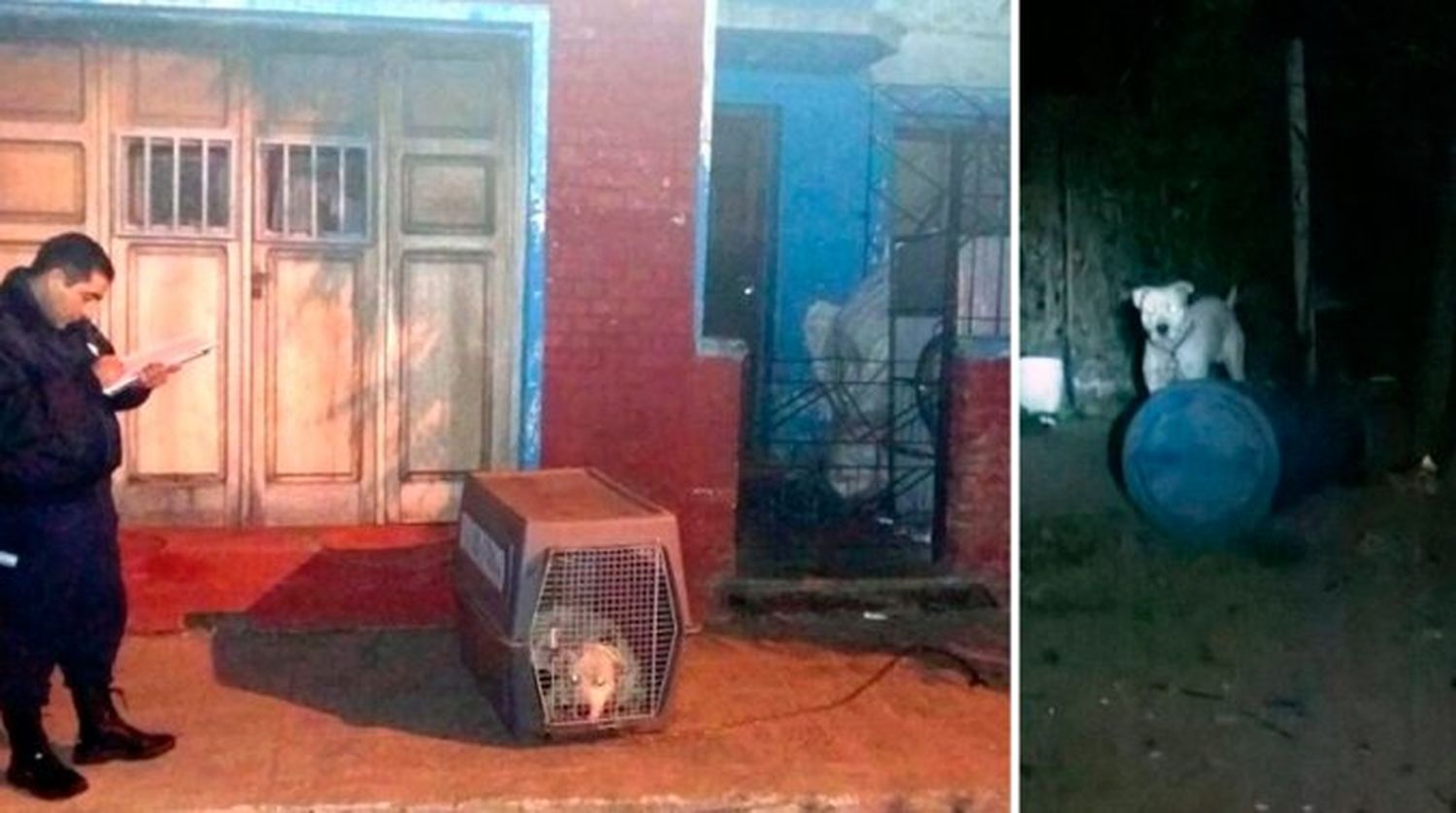 San Luis: un dogo mató a un nene de un año