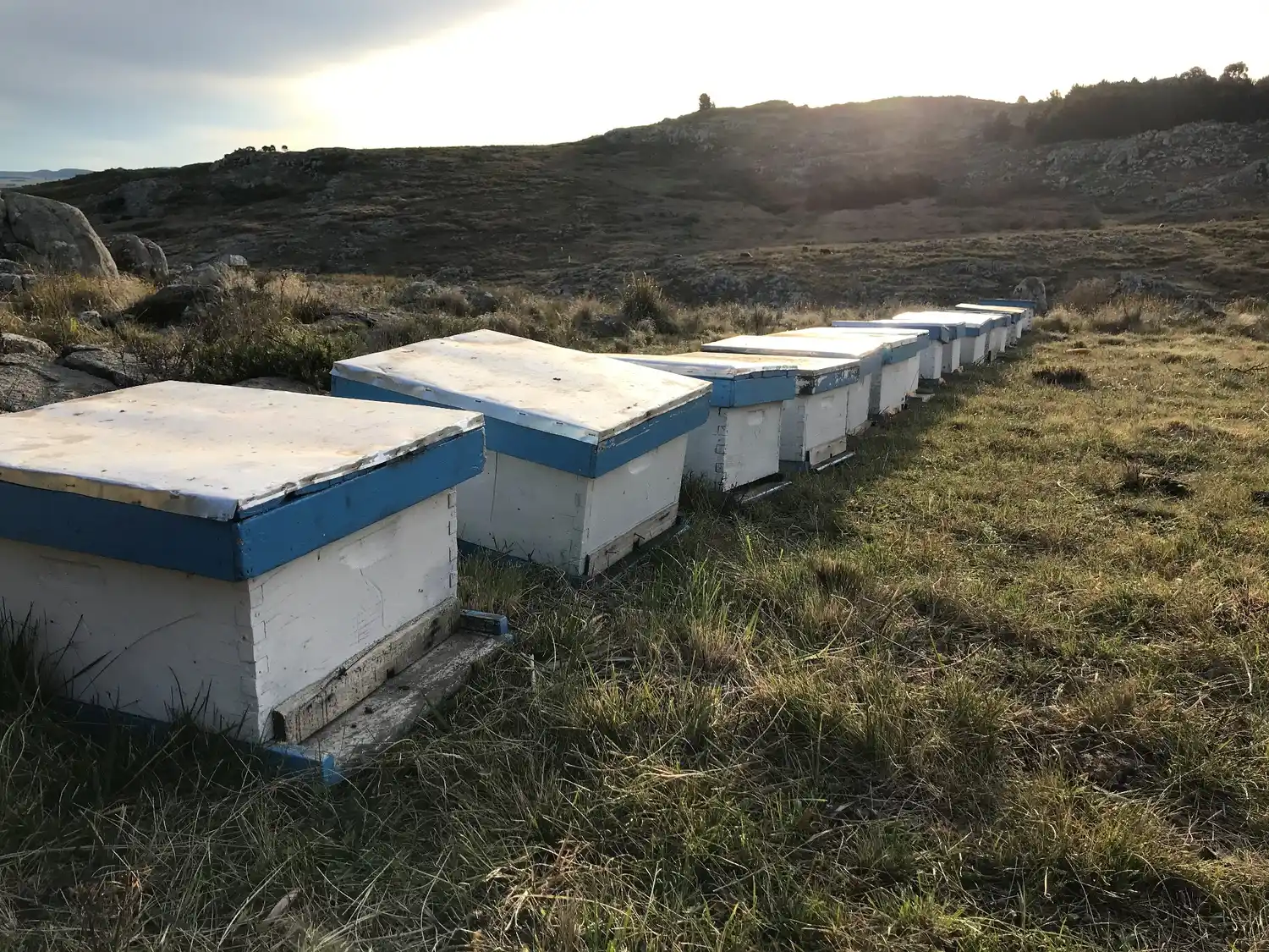 Actividad apícola de la región.