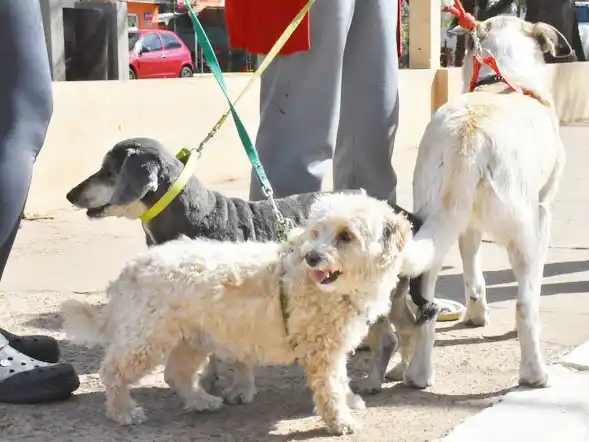 Jornada de vacunación antirrábica por el Día del Animal