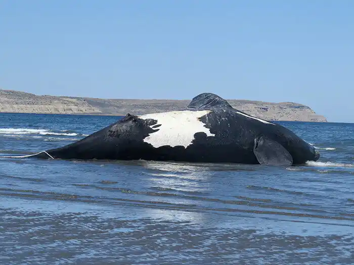 El número de ballenas muertas asciende y ya son 13 los ejemplares encontrados