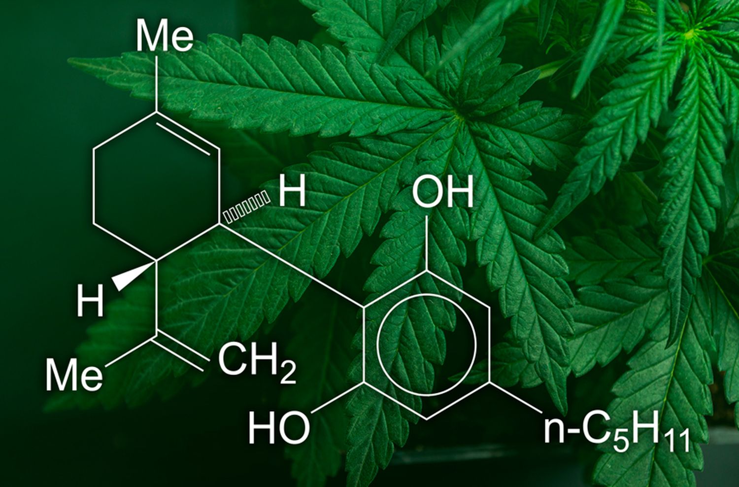 CBD: Rompiendo Estereotipos en la Sociedad