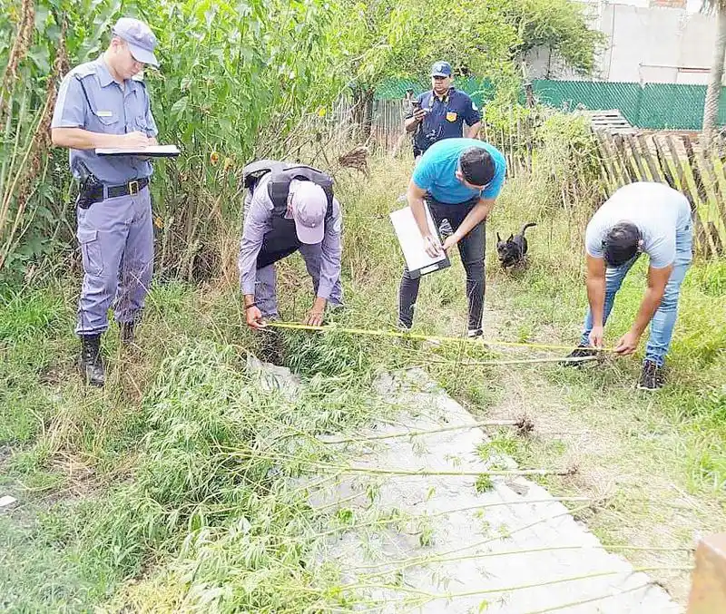 Allanaron una casa por un robo y encontraron 22 
plantas y varios gramos de semillas de marihuana