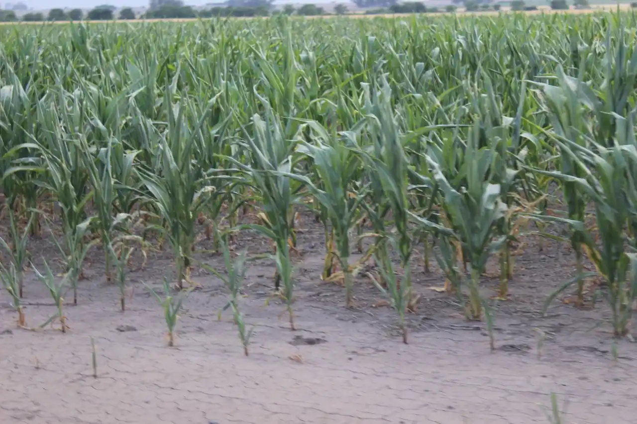 Feldkamp y Martiarena cuestionaron el cierre de las exportaciones de maíz