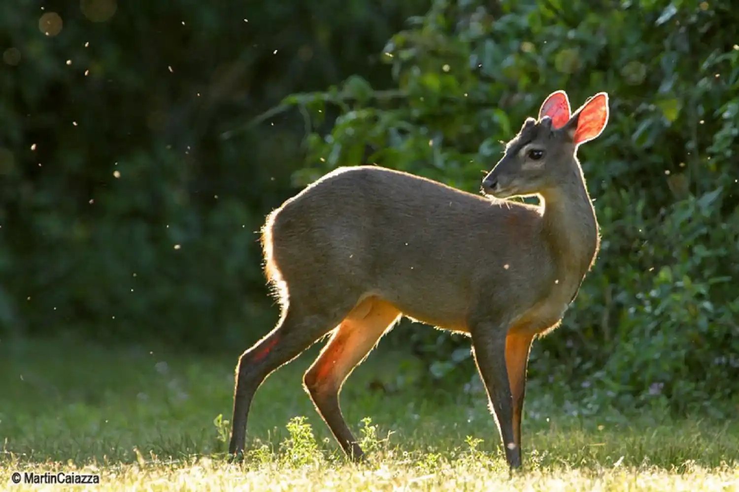 La corzuela o guazuncho fue declarado Monumento Natural de Entre Ríos