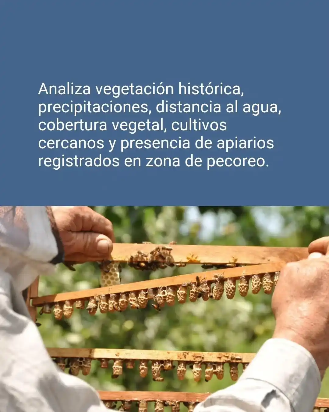 INTA Chascomús presentó una herramienta online para evaluar el potencial apícola de los territorios