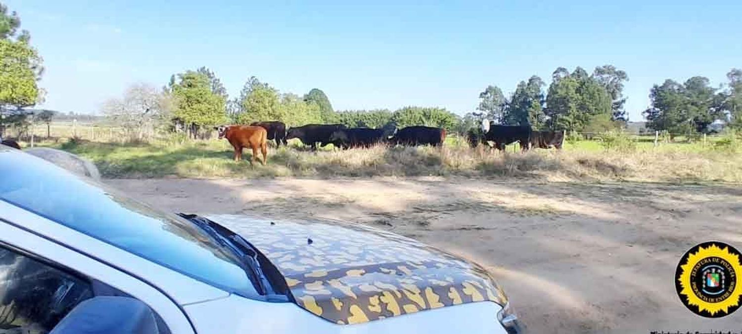 Recuperan vacunos robados en Colonia Yeruá