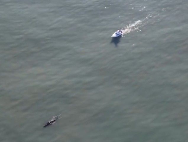 ballena