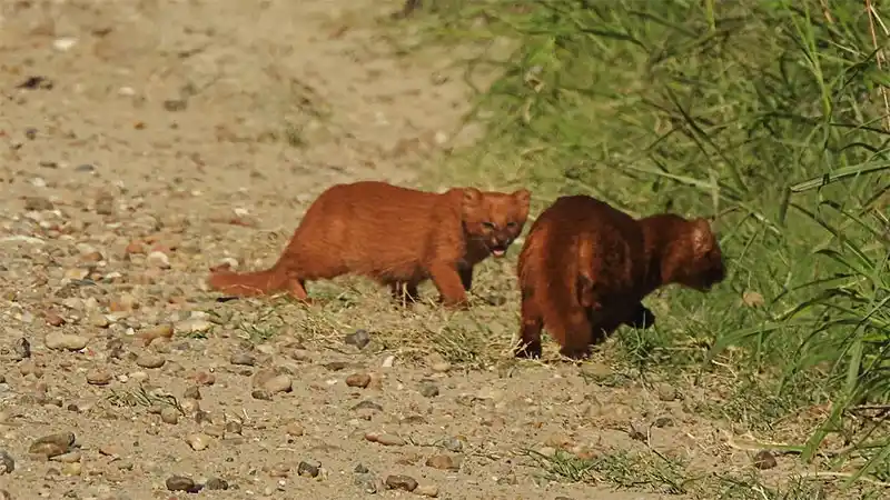 Se trata de una especie en vías de extinción y poco vistas.