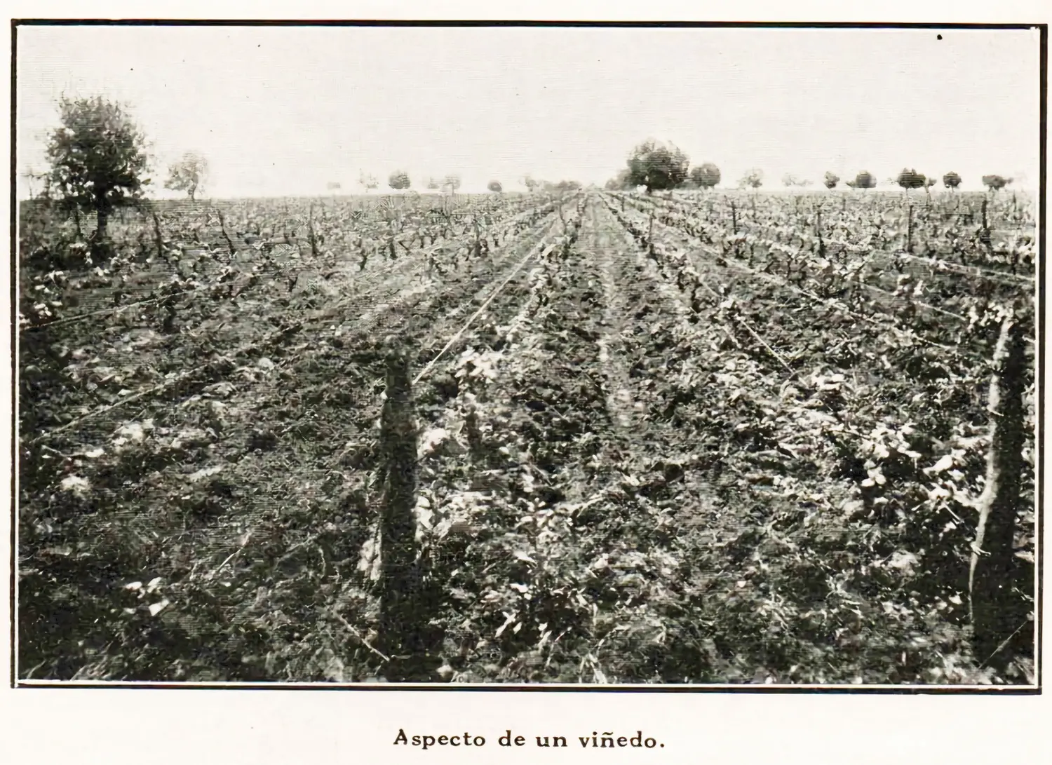 Los primeros viñedos del litoral