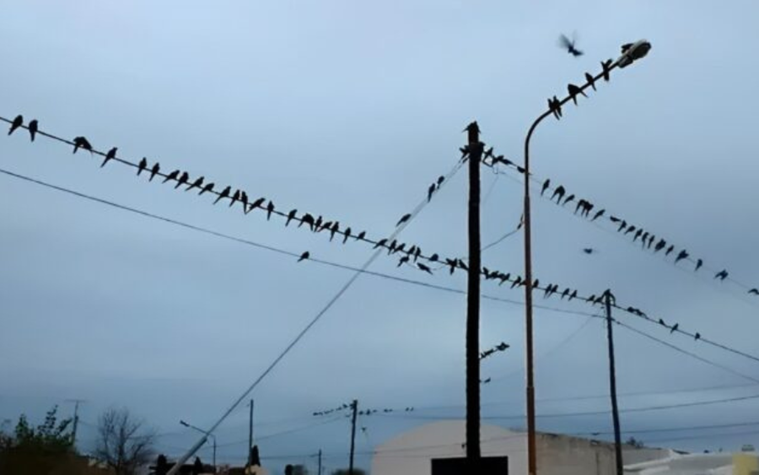 Loros, el problema de Ascasubi