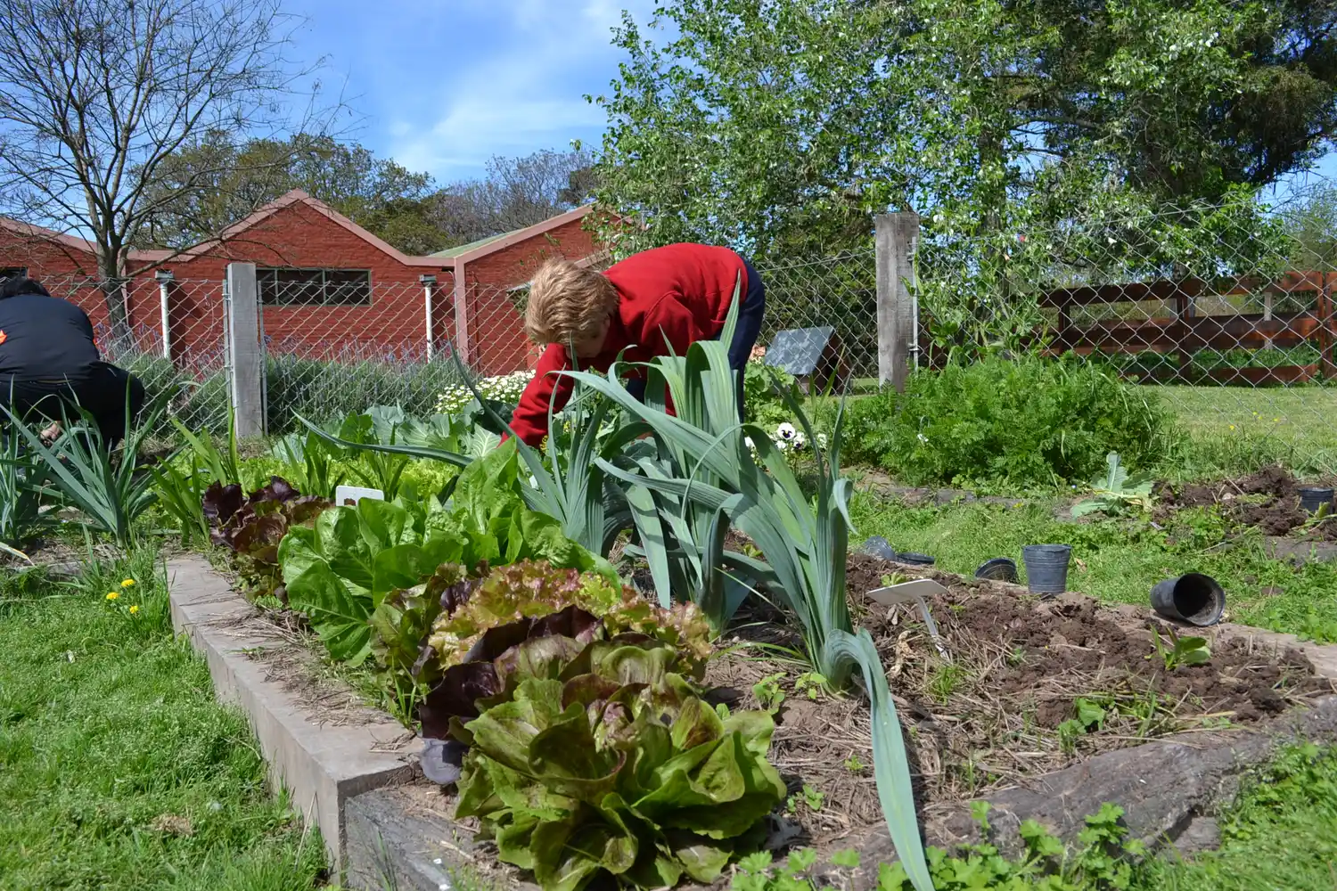 Verduras contaminadas: Encontraron agroquímicos en 50 % de verduras testeadas