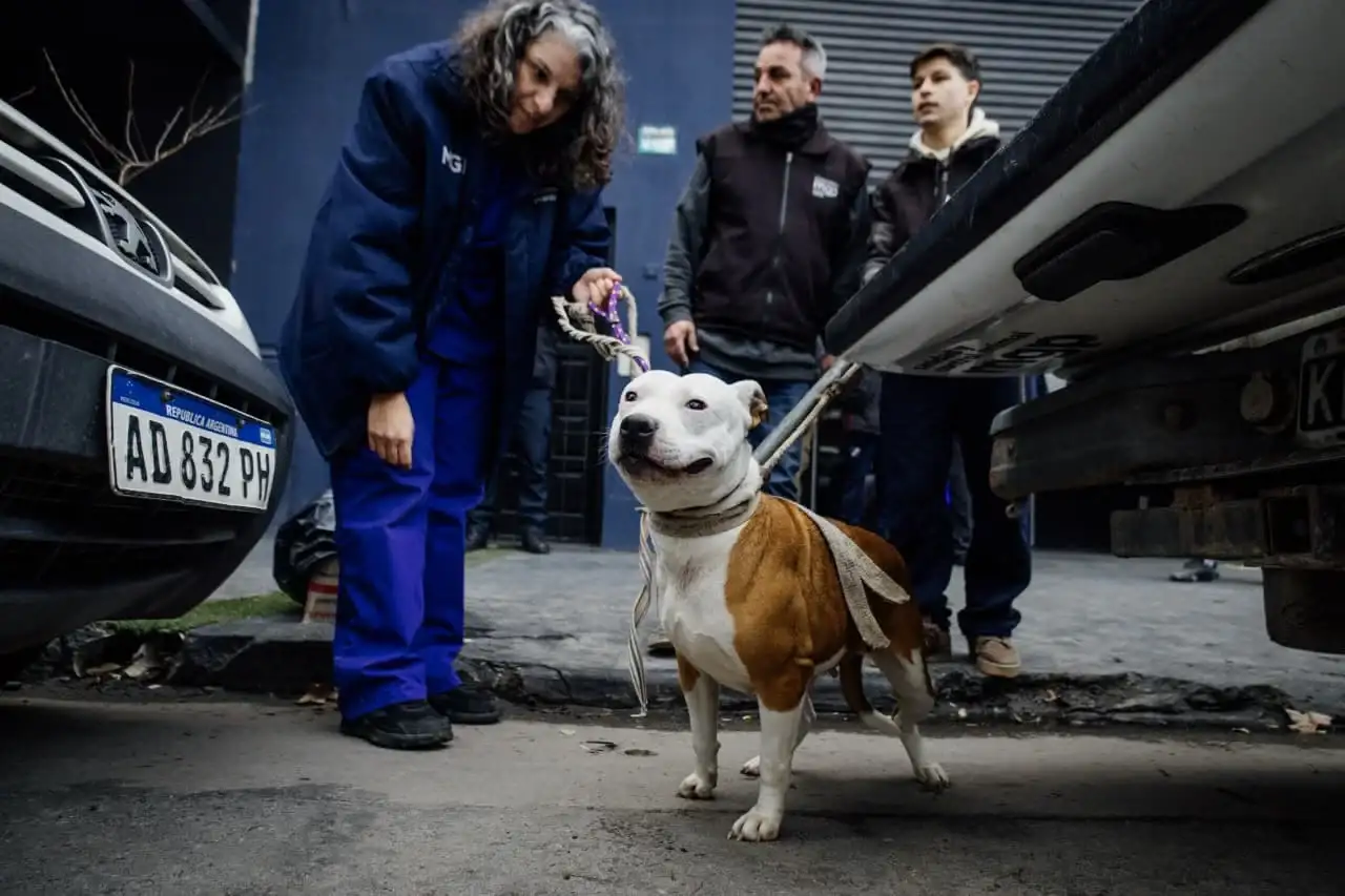Tras el rescate, los animales fueron sometidos a controles veterinarios para evaluar su estado de salud.