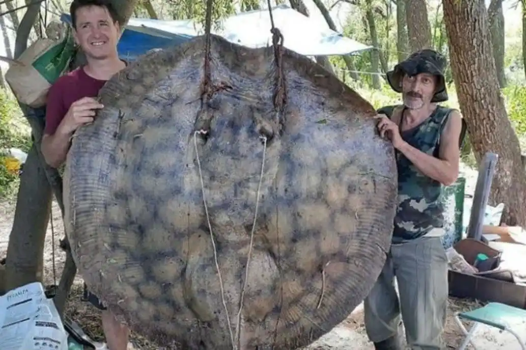 Atraparon una raya de 153 kilos en el río Paraná