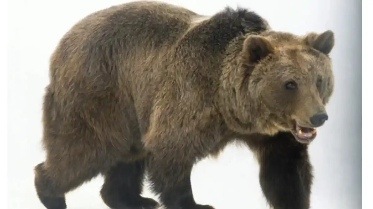 El oso pardo, el único gran mamífero que hiberna